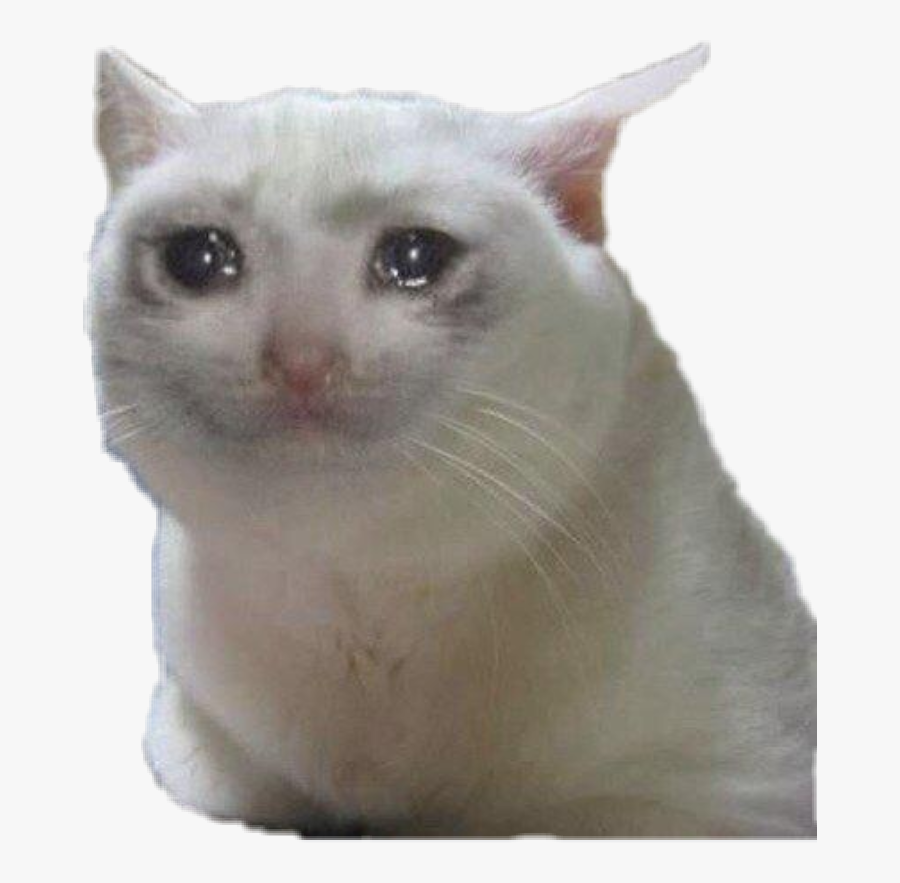 Sad cat