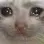 emoji catsad cat sad