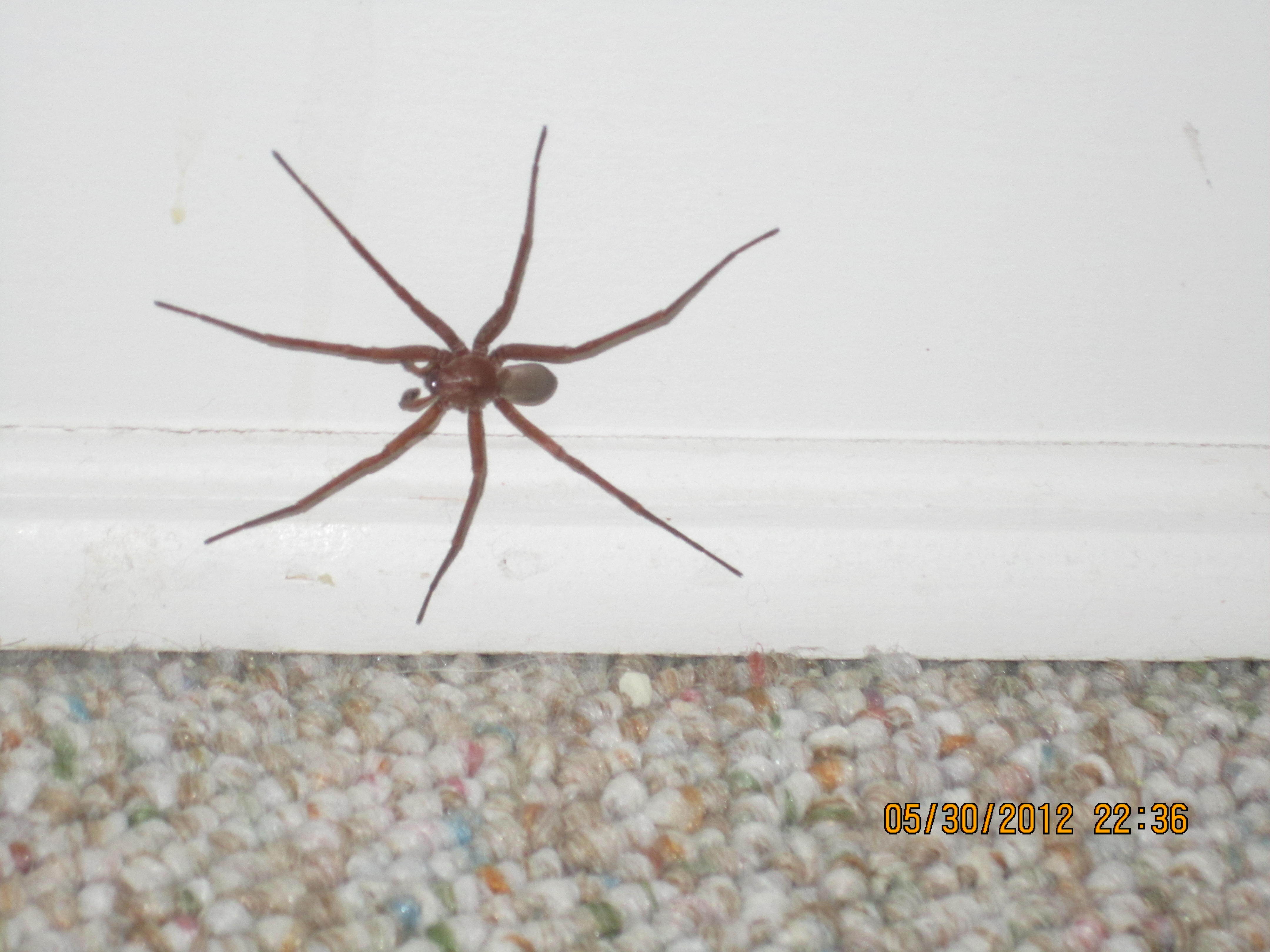 Wolf Spider