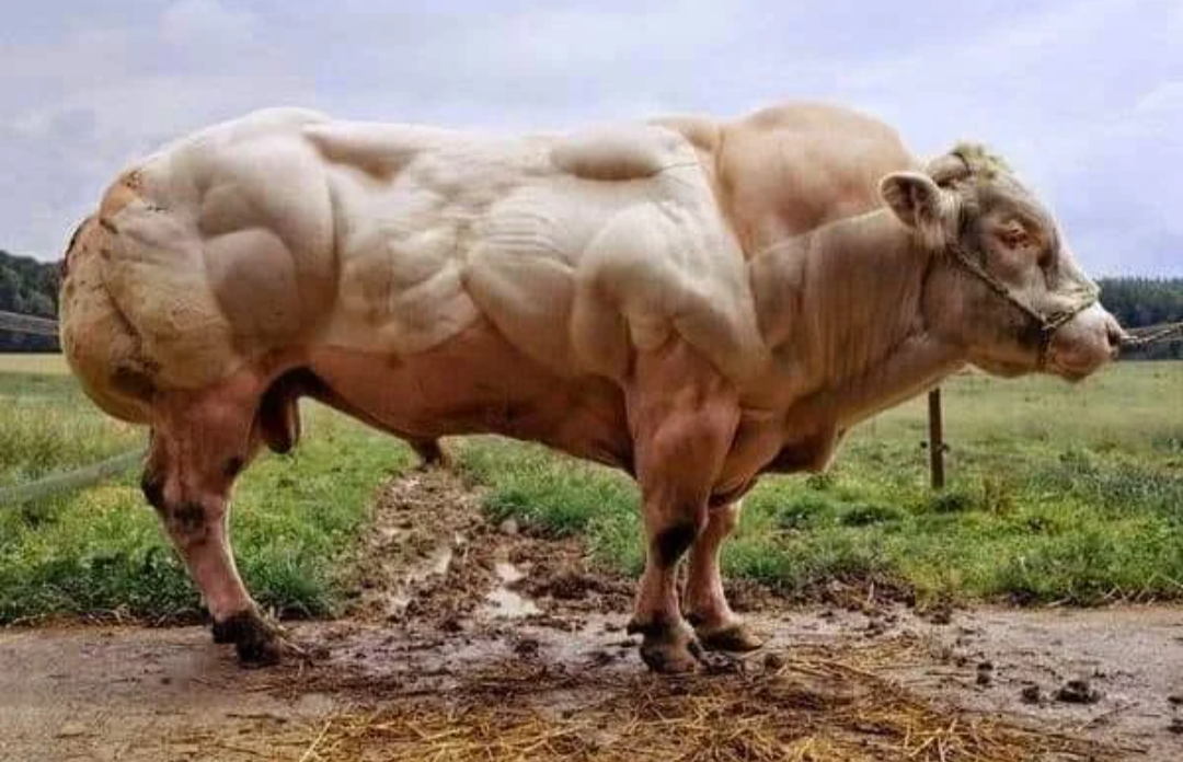 Do you even Moo, bro?
