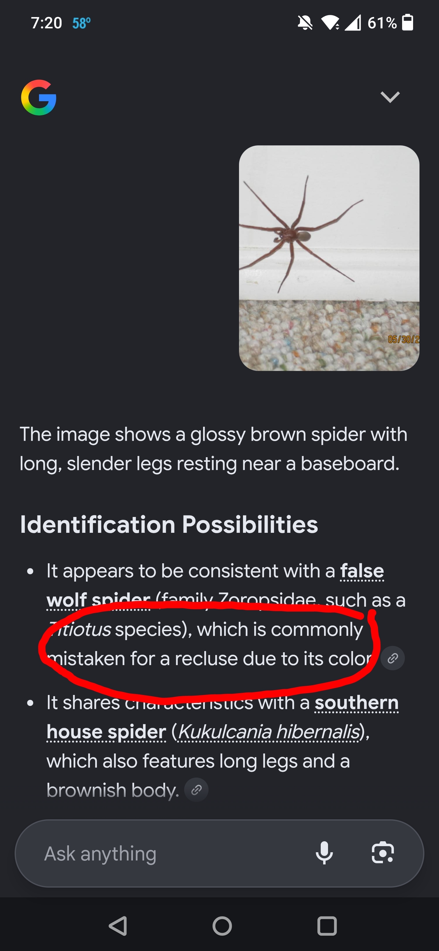 Spider