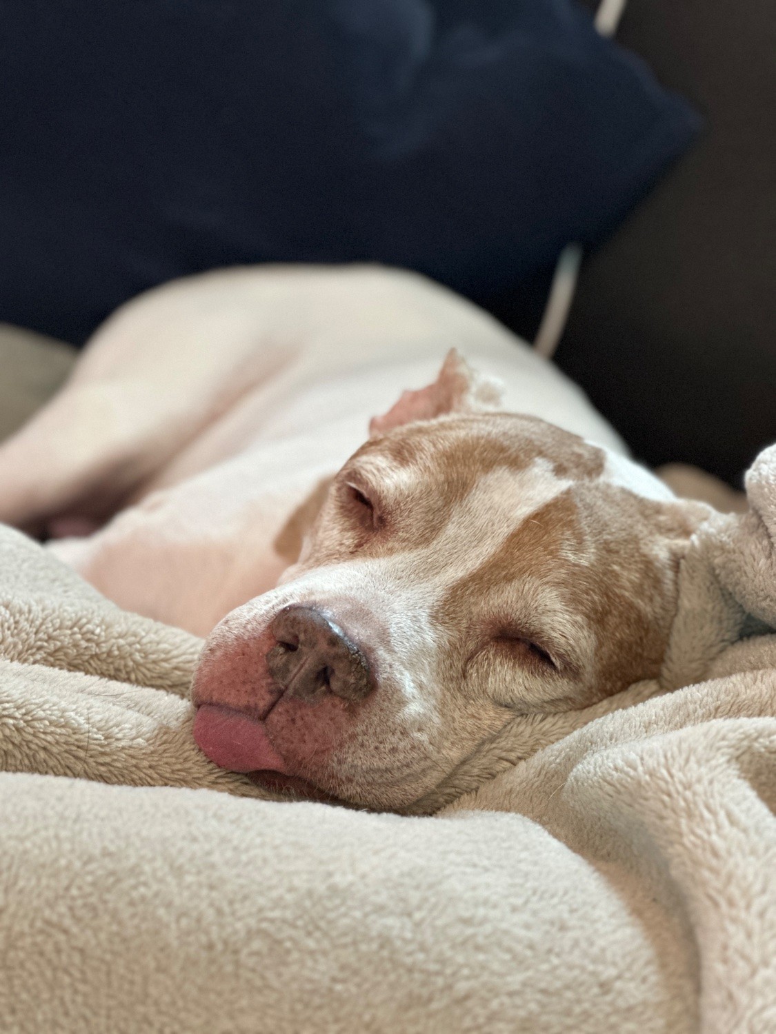 An older brown and white pitbull sleeping on a fluffy blanket with her tongue out.
