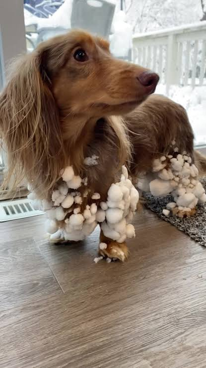 A dog with many snowballs matted into the fur on their legs and abdomen