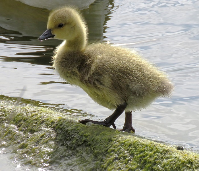 Canada Gosling