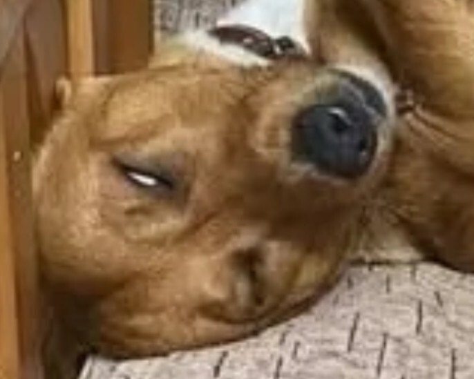 closeup of dog's sleepy face, seeming suspicious
